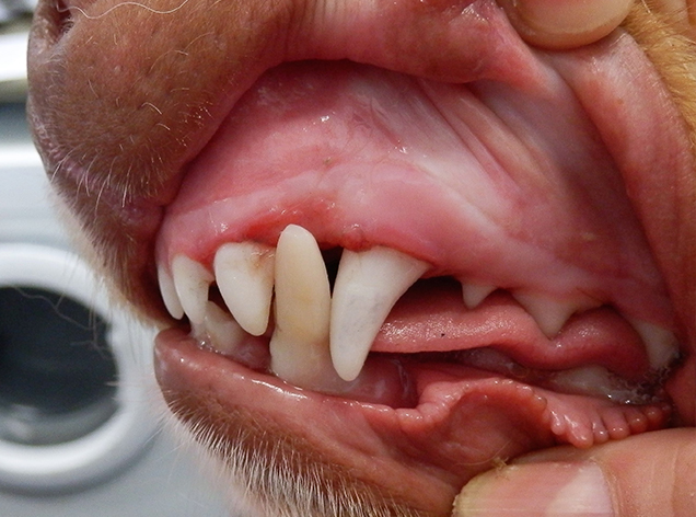 Canine dental crown extension 